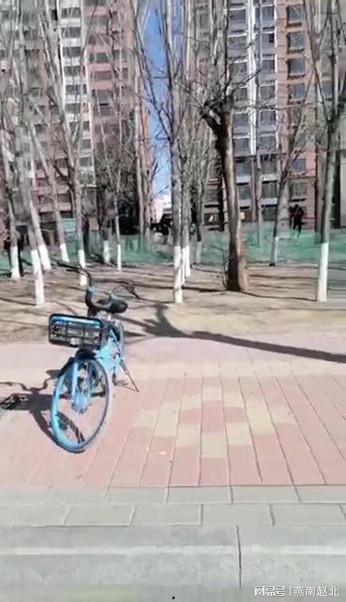 爆料保定小树林视频,揭秘背后真相与争议