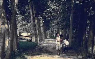 爆料保定小树林视频,揭秘背后真相与争议 第3张 爆料保定小树林视频,揭秘背后真相与争议 第3张